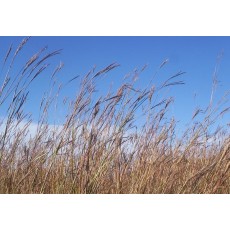 Big Bluestem